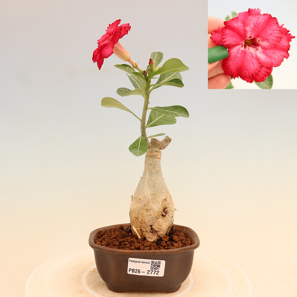 Izba bonsai – Adenium obesum, štepené V.F.S.326 – Púštna ruža