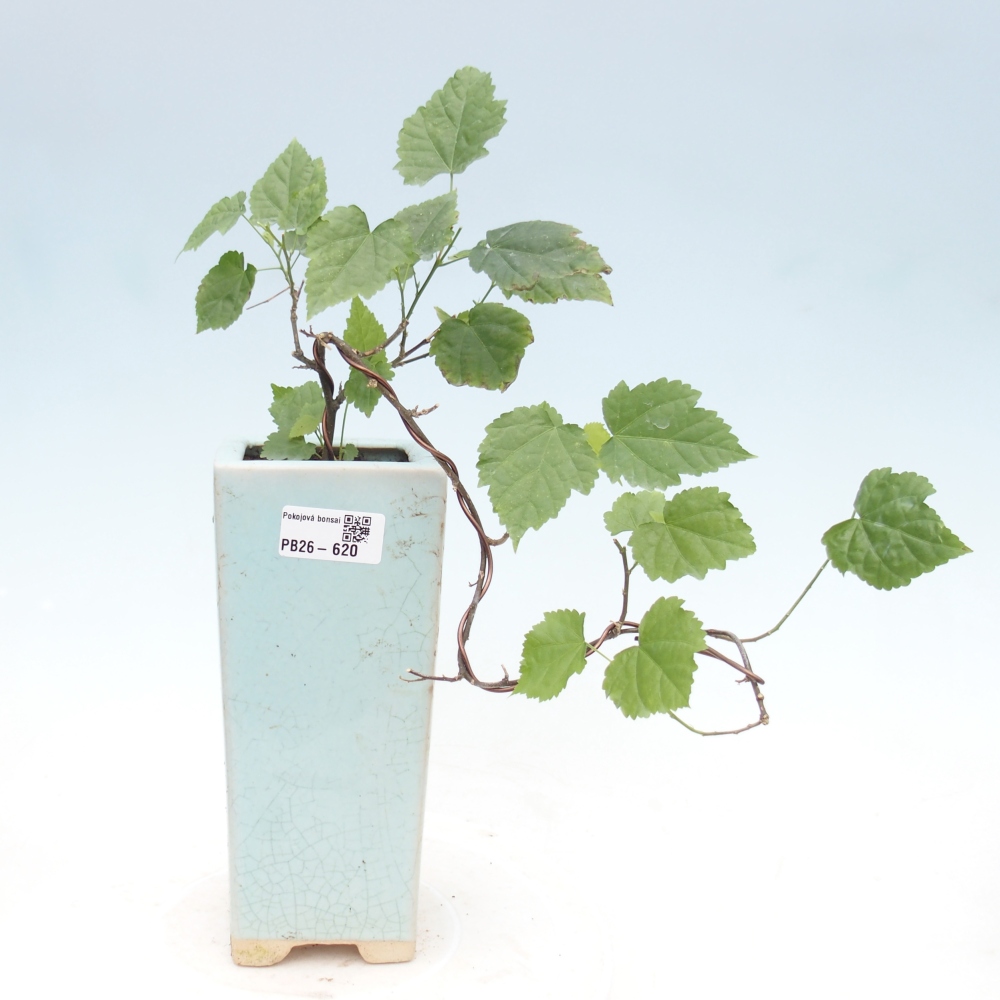 Izbový bonsaj - Abutilon Big Bell - Cloudberry