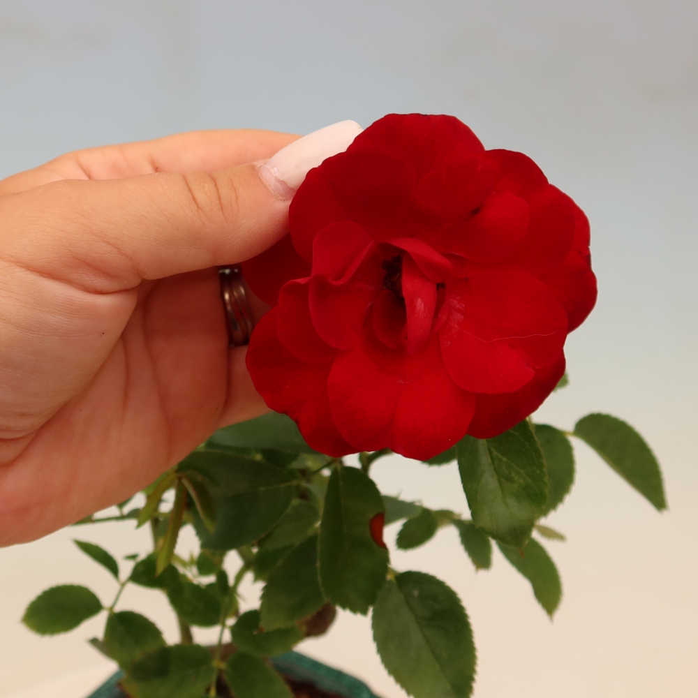Vonkajšie bonsaje – Rosa Kordes – ruže