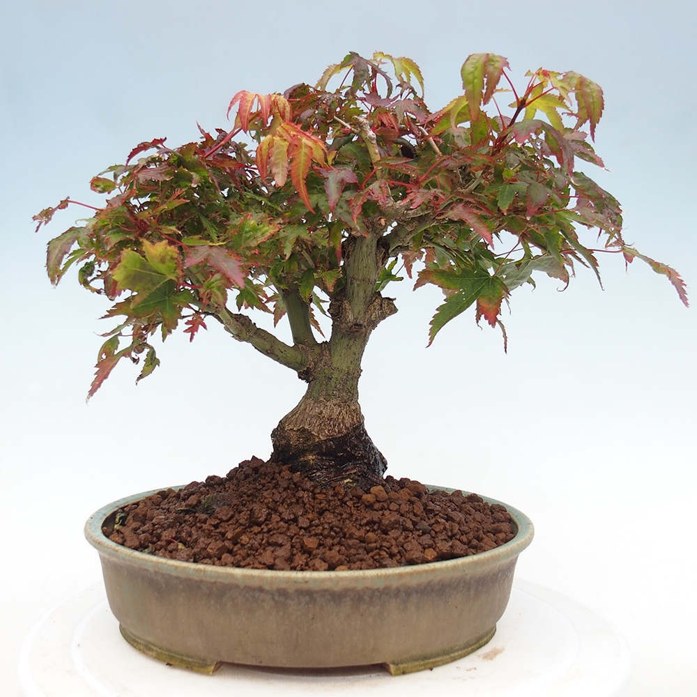 Acer palmatum KIOHIME - Javor palmetový