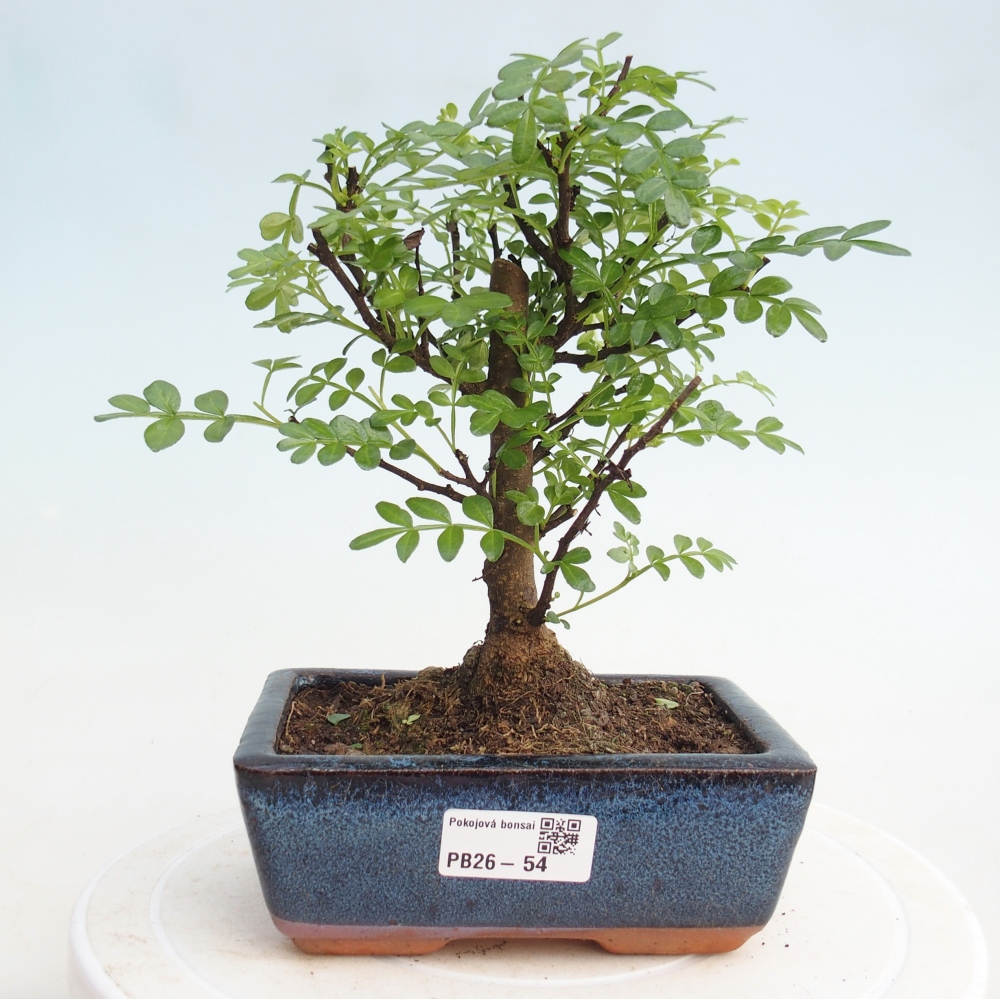 Izbová bonsai - Zantoxylum piperitum - piepor