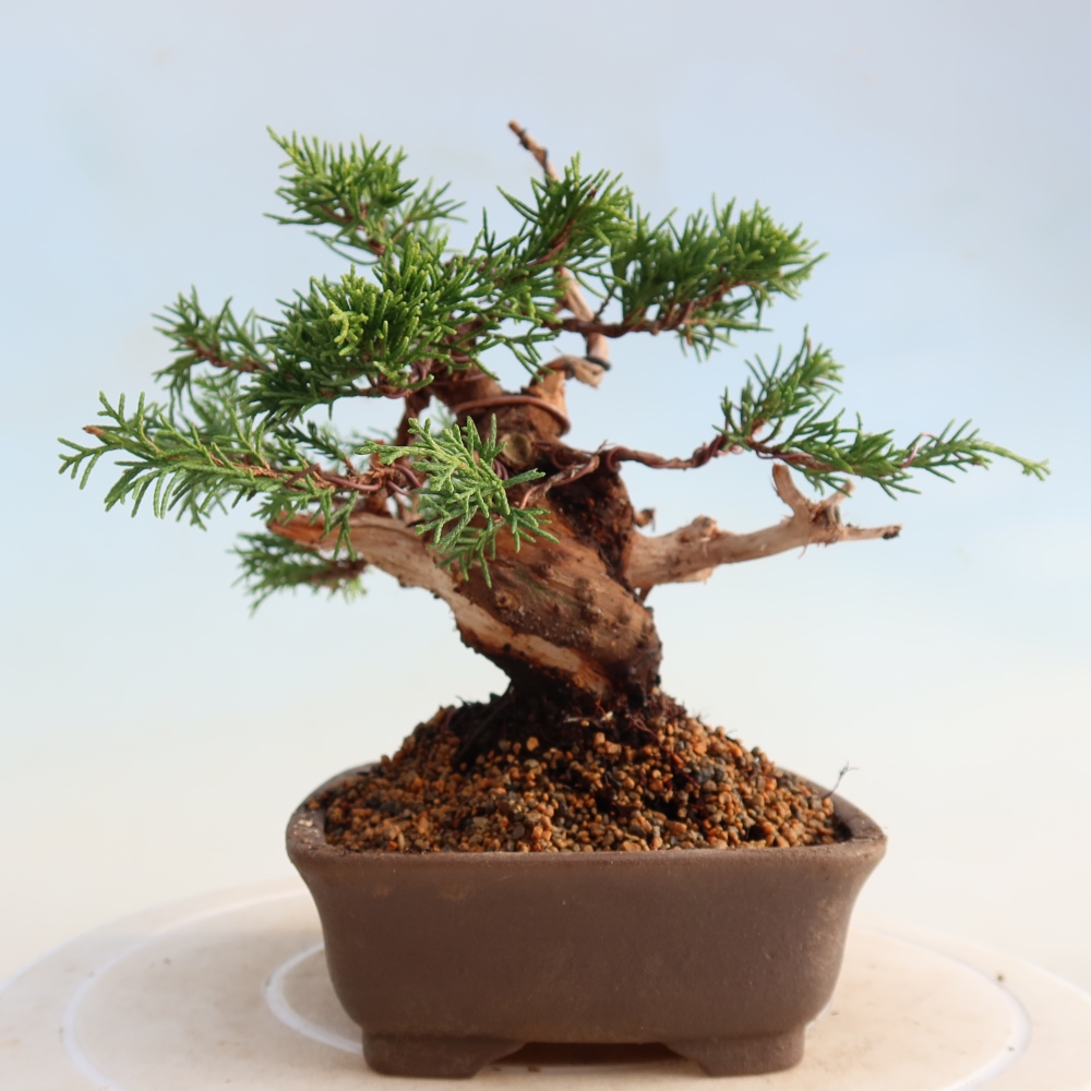 Vonkajší bonsai - Juniperus chinensis Itoigawa -Jalovec čínsky