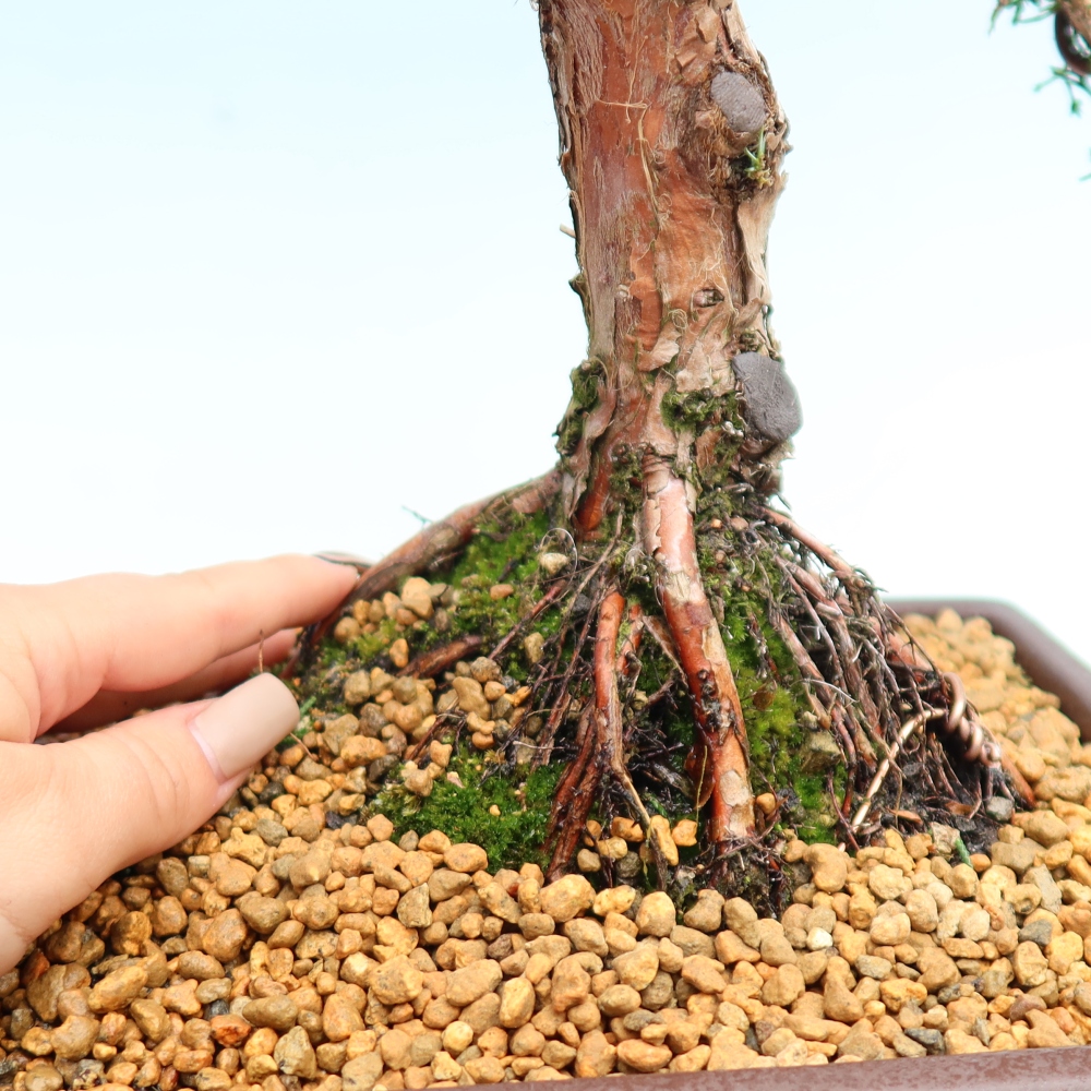 Vonkajší bonsaj - Juniperus chinensis Kishu