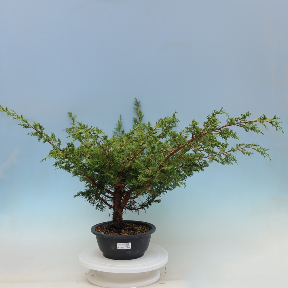 Vonkajší bonsaj - Juniperus chinensis Itoigawa