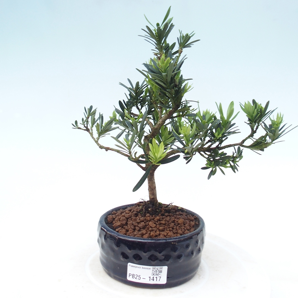 Izbová bonsai - Podocarpus - Kamenný tis