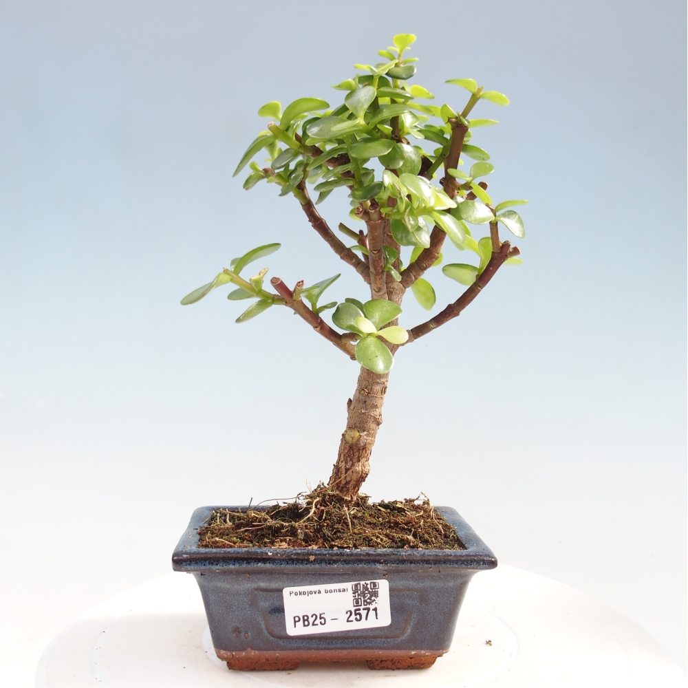 Izbová bonsai - Portulakaria Afra - Tlustice