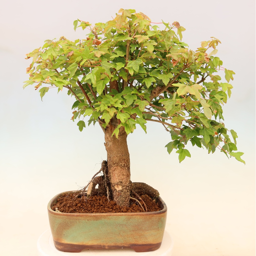 Vonkajšie bonsaje - Javor Burger - Acer Burgerianum