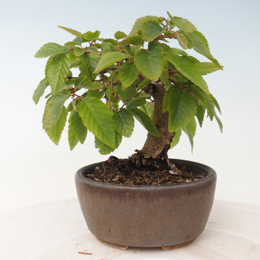Vonkajšie bonsaje -Carpinus CARPINOIDES - Hrab kórejský