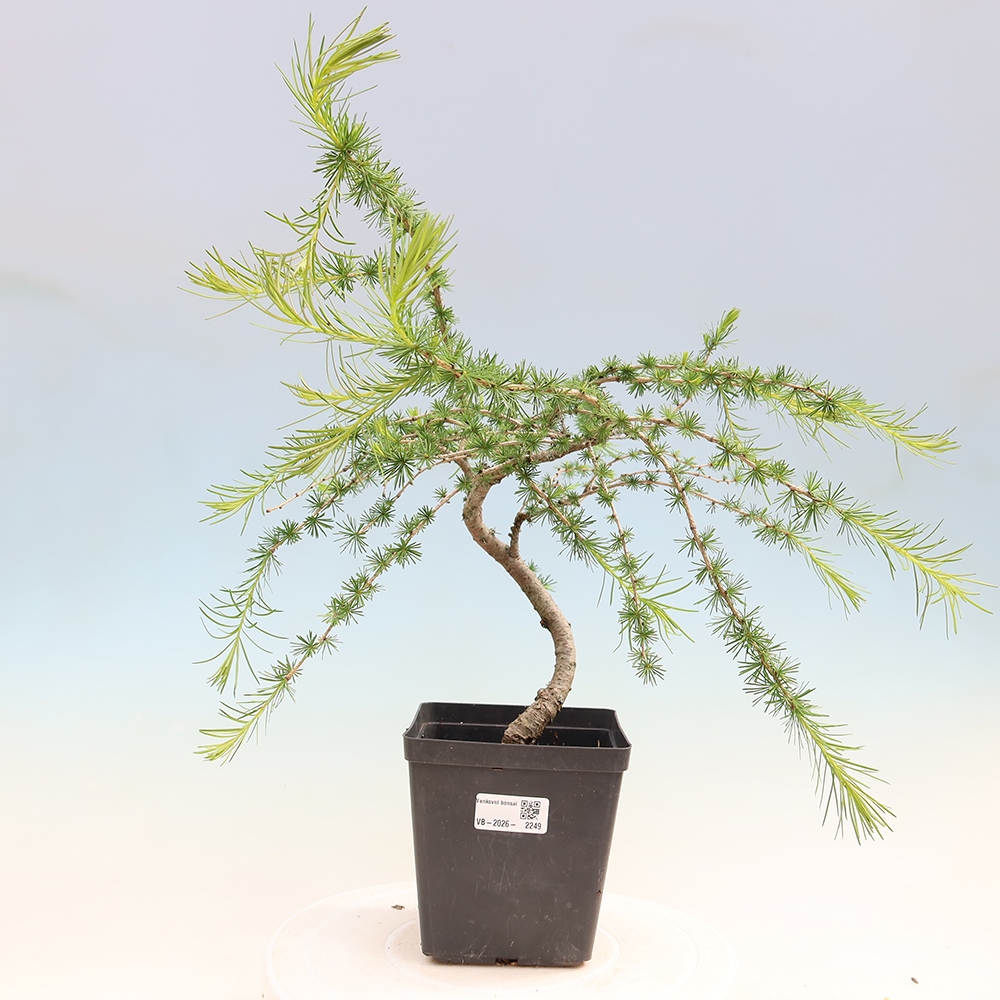 Vonkajšie bonsaje -Larix decidua - Smrekovec