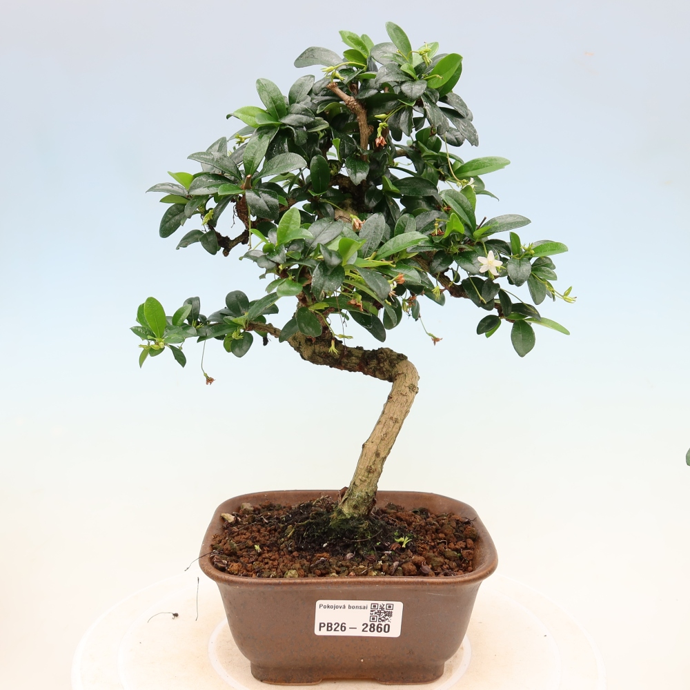 Izbové bonsaje - Carmona macrophylla - Tea fuki