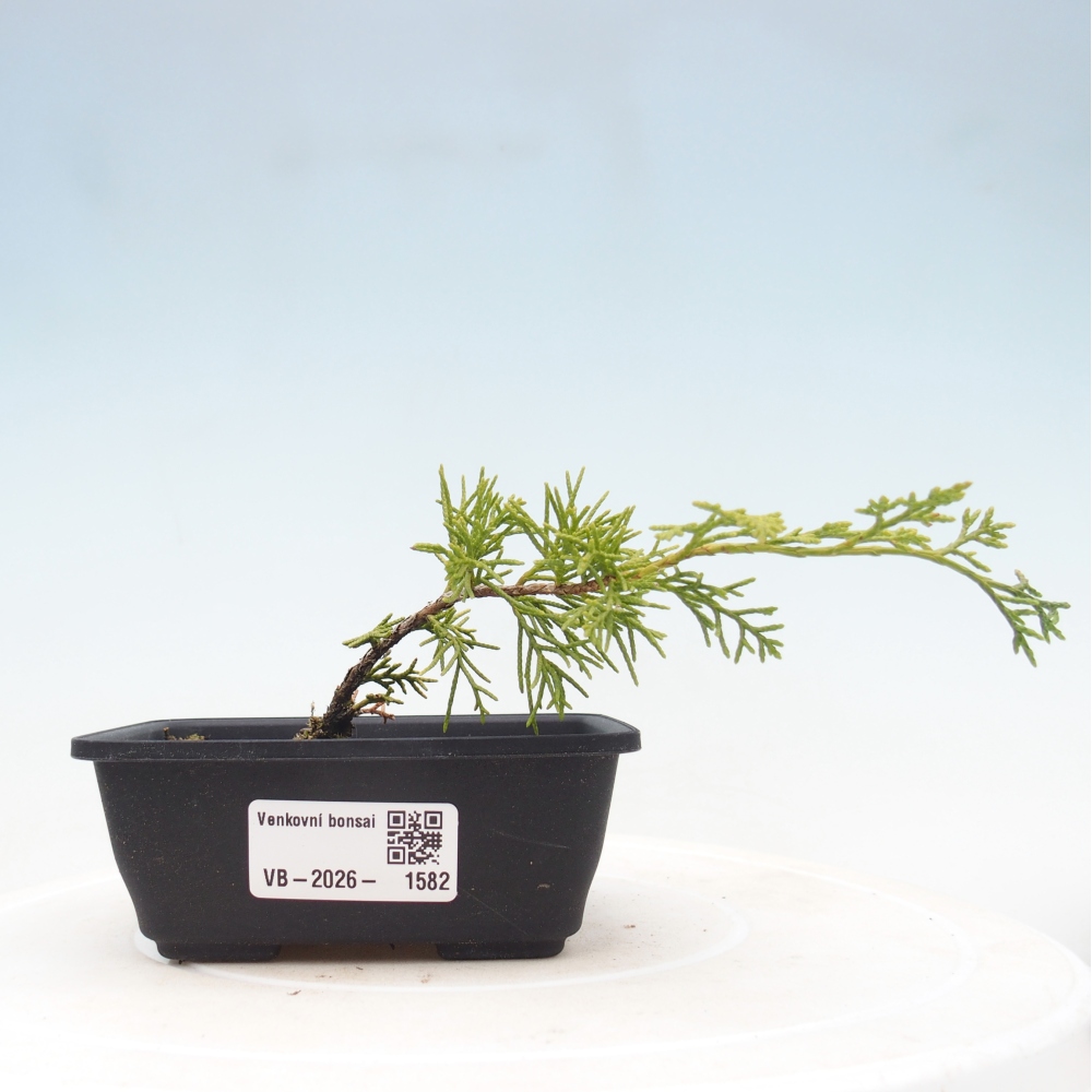 Vonkajší bonsaj - Juniperus chinensis Itoigawa