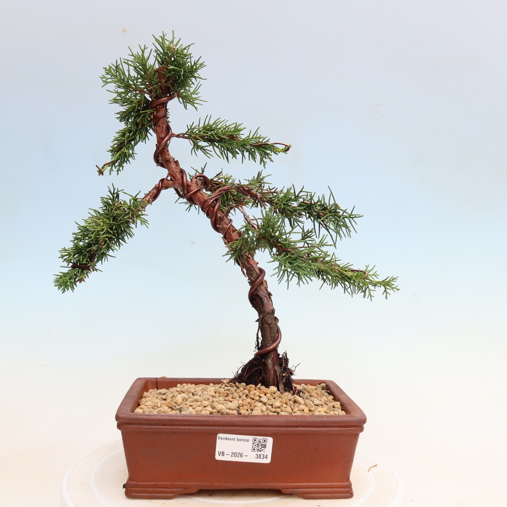 Vonkajší bonsaj - Juniperus chinensis Kishu