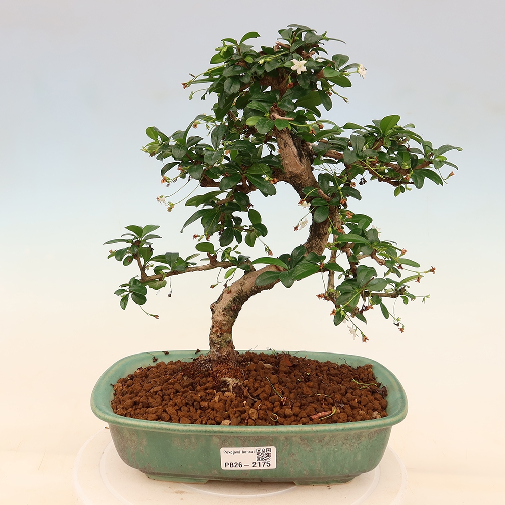 Izbové bonsaje - Carmona macrophylla - Tea fuki