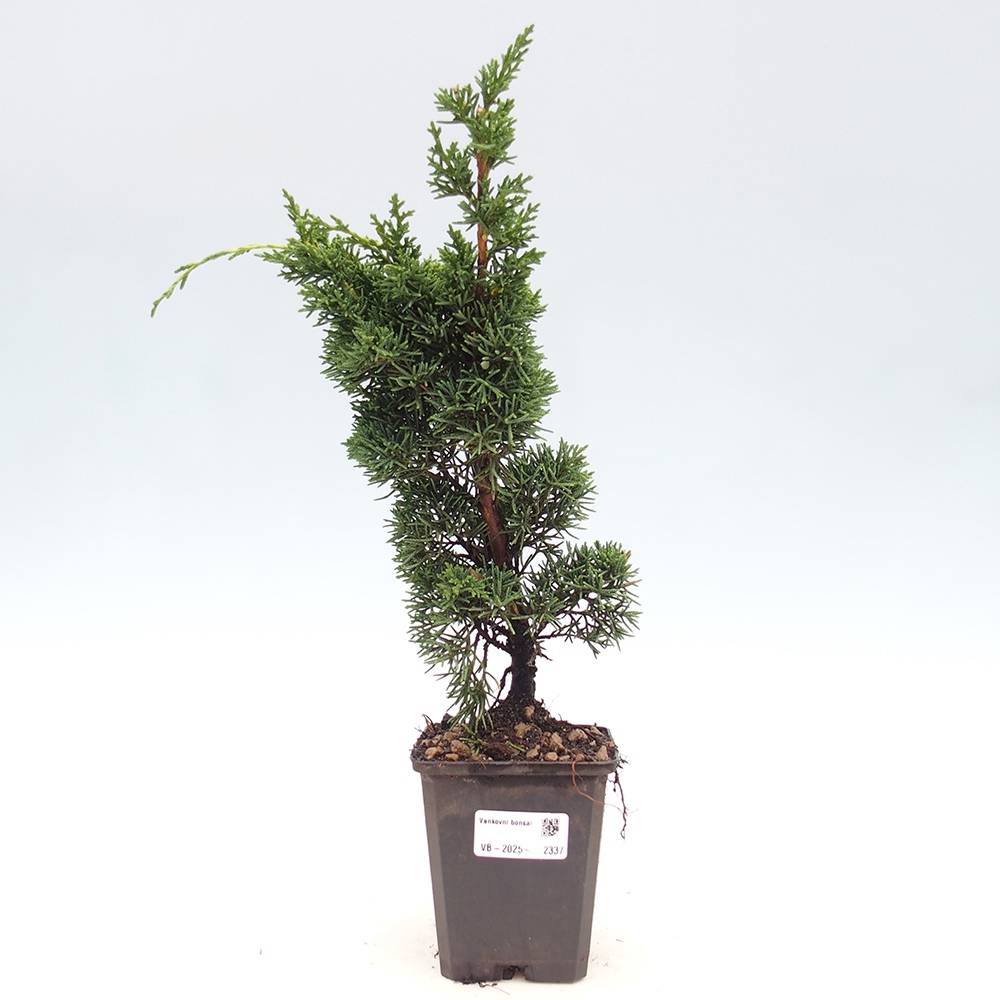 Vonkajšie bonsai - Juniperus chinensis Kishu -Jalovec čínsky