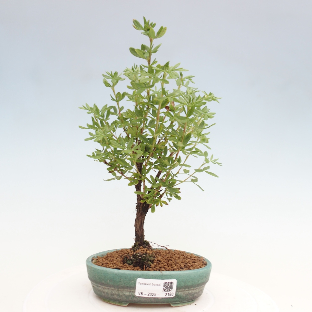 Vonkajšia bonsai-Nátržník krovitá - potentila fruticosa yellow Bird