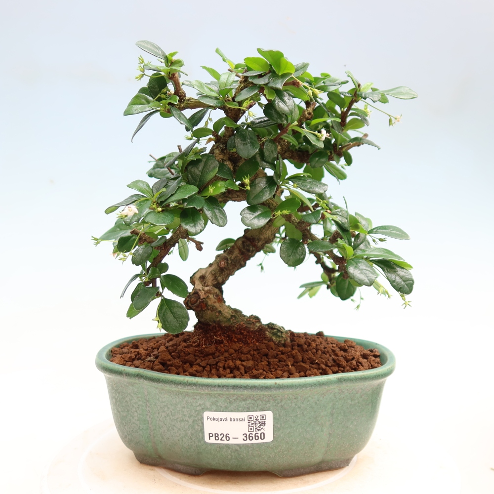 Izbové bonsaje - Carmona macrophylla - Tea fuki