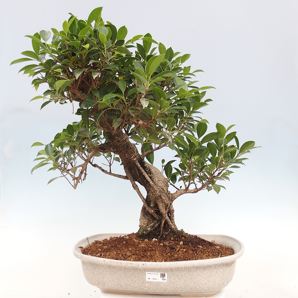 Izbový bonsaj - Ficus kimmen - drobnolistý fikus - len osobný odber alebo preprava na paletách