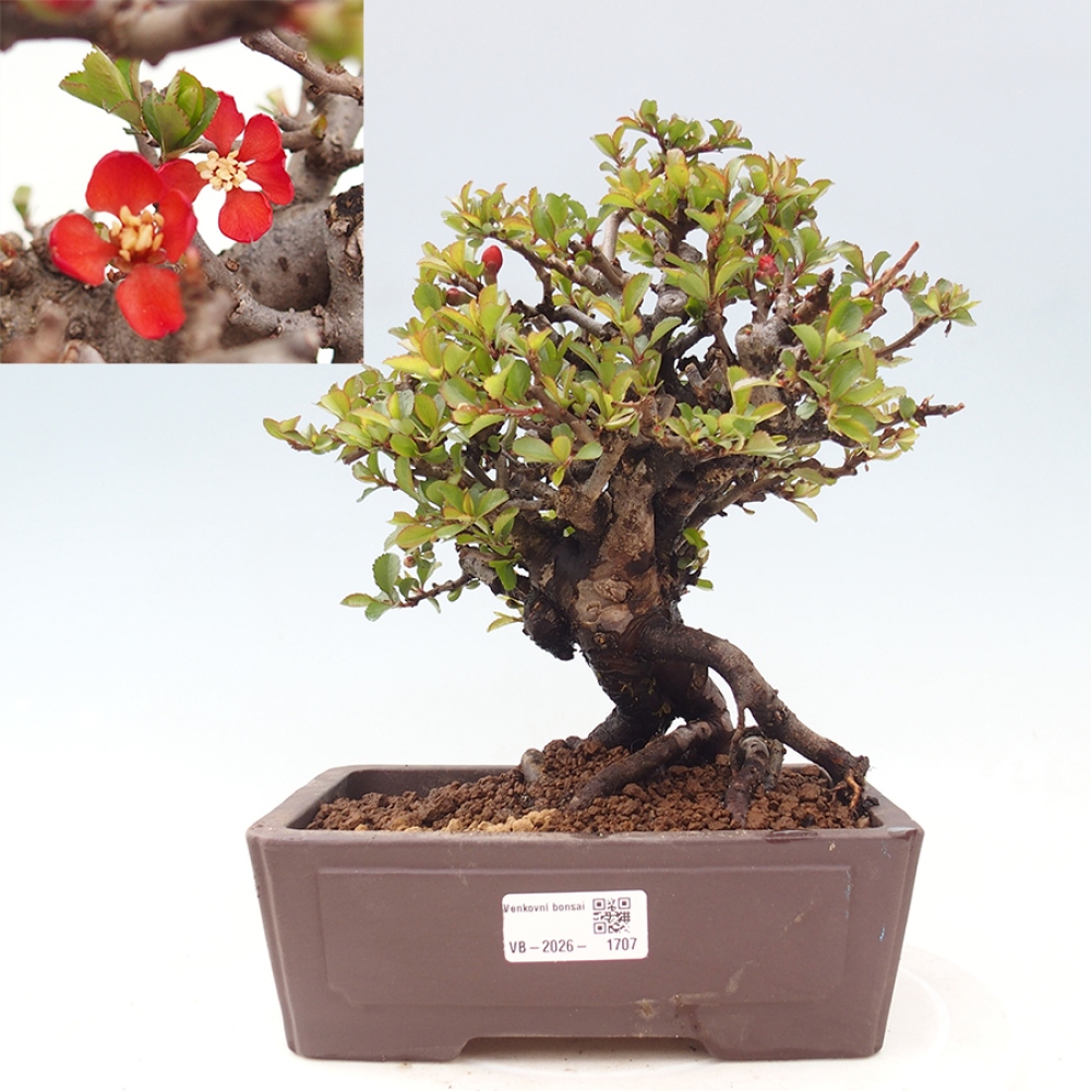 Vonkajšie bonsaje - Chaneomeles speciosa - Kdoule