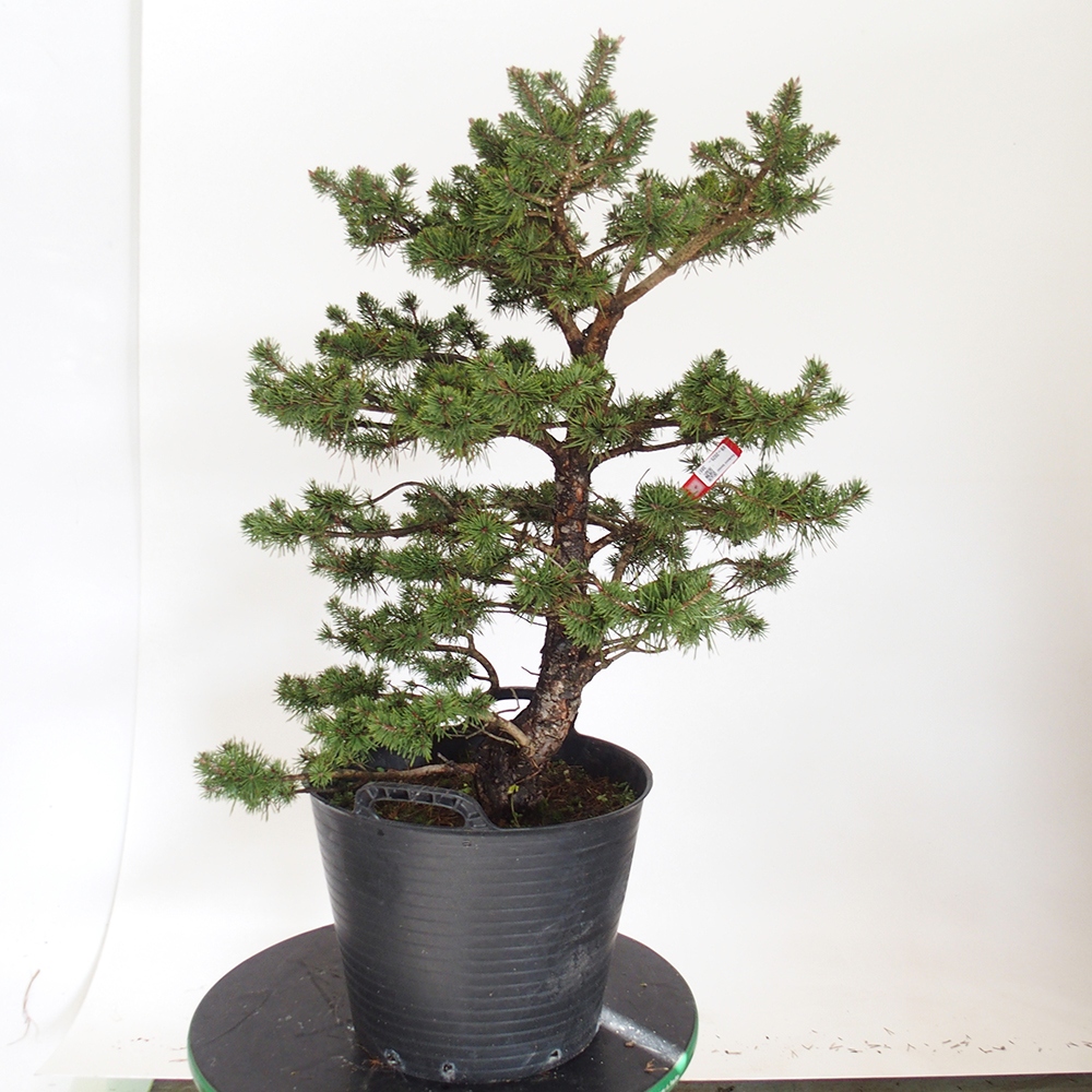 Yamadori - Pinus sylvestris Španielsko