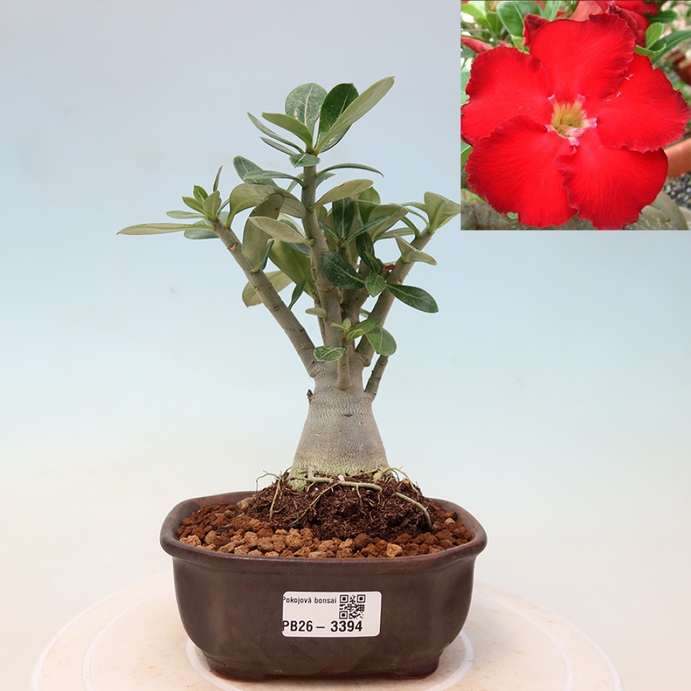 Izba bonsai – Adenium obesum Red Star – Púštna ruža