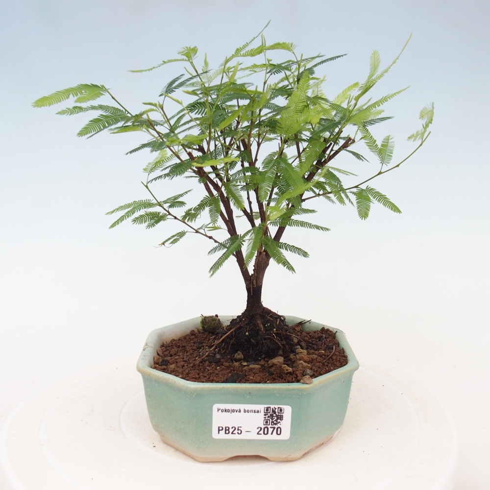 Izbová bonsai-Calliandra surinamensis Dixie Pink-Kaliandra Suriámska