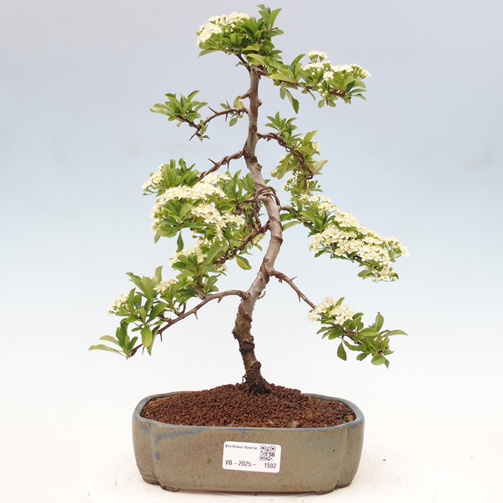 Vonkajšia bonsai-Pyracanta Teton -Hlohyně