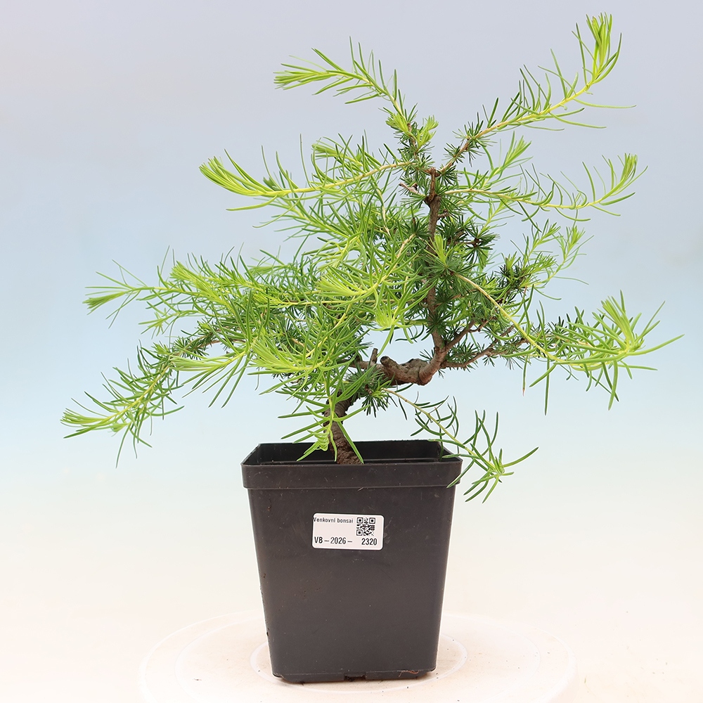 Vonkajšie bonsaje -Larix decidua - Smrekovec