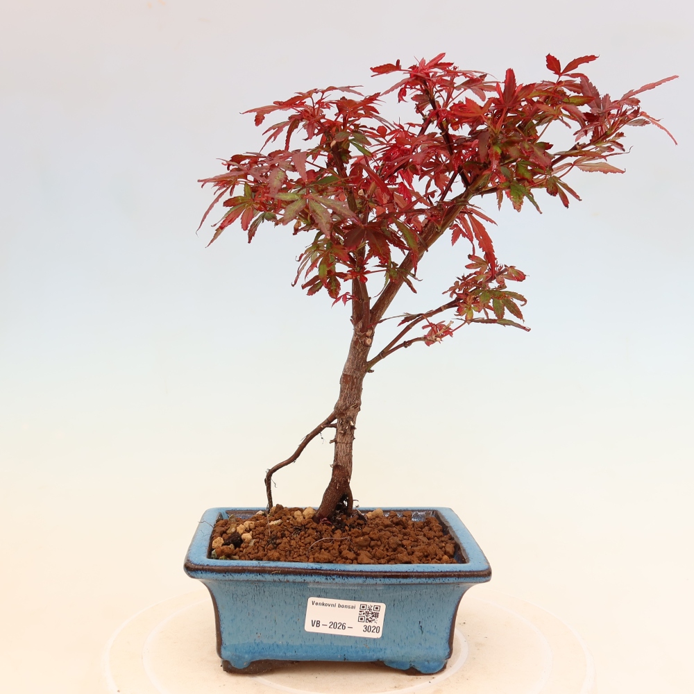 Vonkajší bonsai – javor dlaňolistý – Acer palmatum Berry Broom 