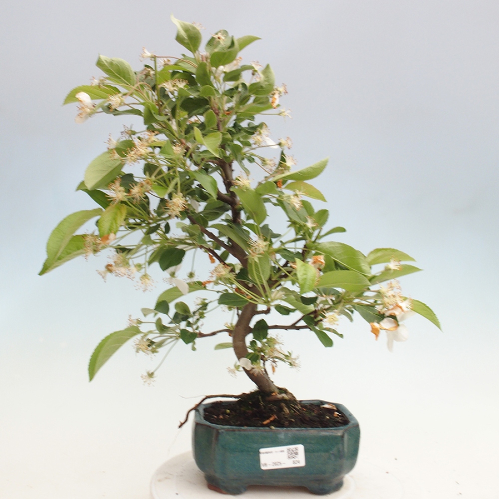 Vonkajší bonsai -Malus halliana - Maloplodá jabloň