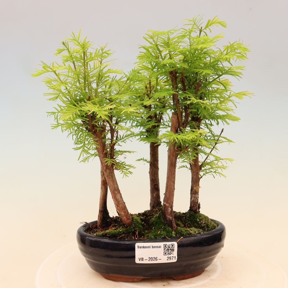 Vonkajší bonsai – Metasequoia glyptostroboides – čínska metasekvoja – hájik