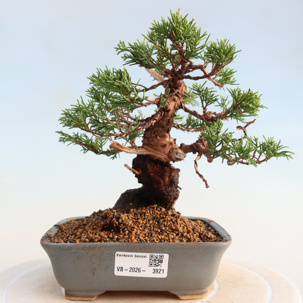 Vonkajší bonsai - Juniperus chinensis Itoigawa -Jalovec čínsky