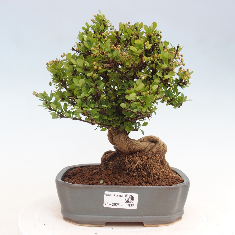 Vonkajšie bonsaje - Berberis coreana