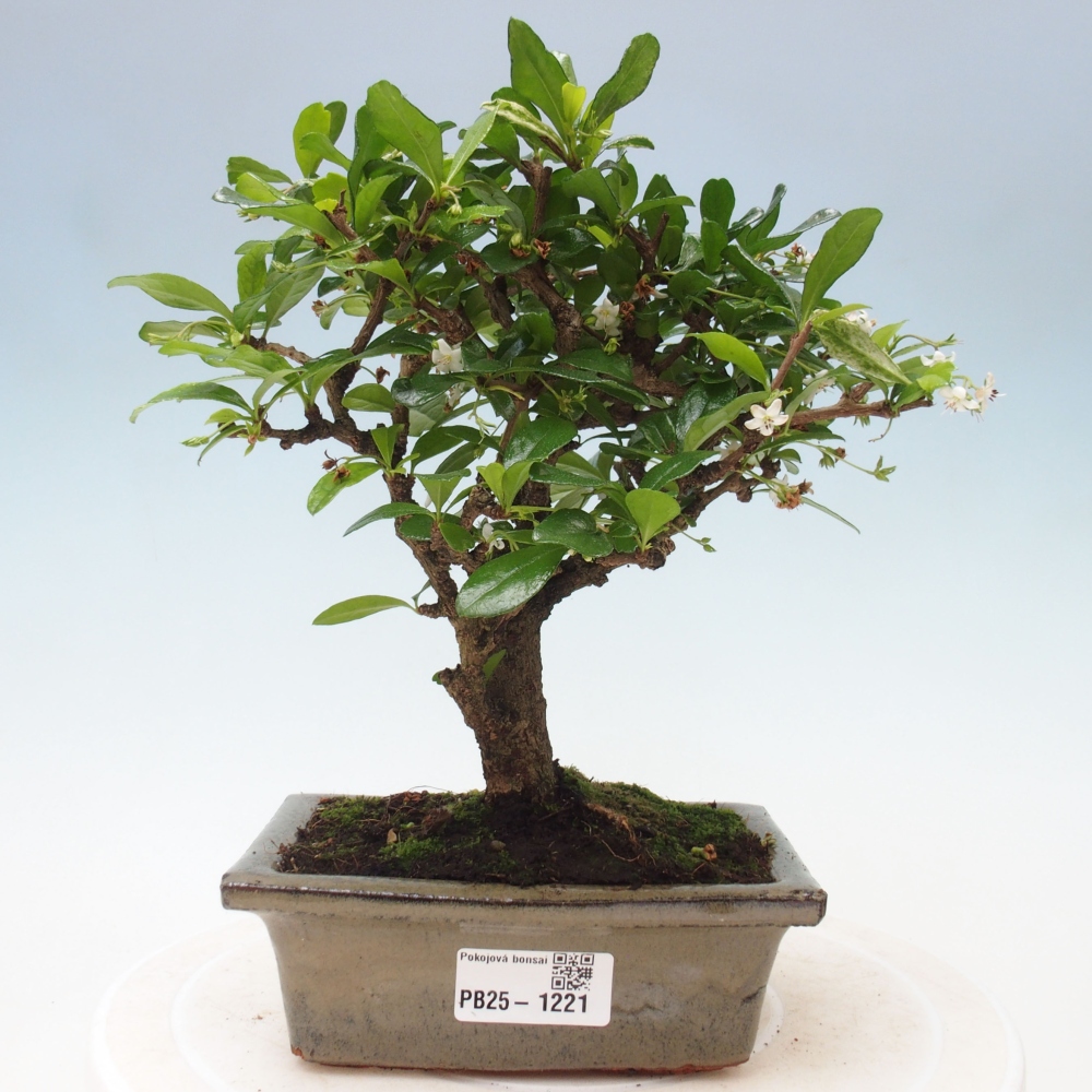 Izbová bonsai - Carmona macrophylla - Čaj fuki