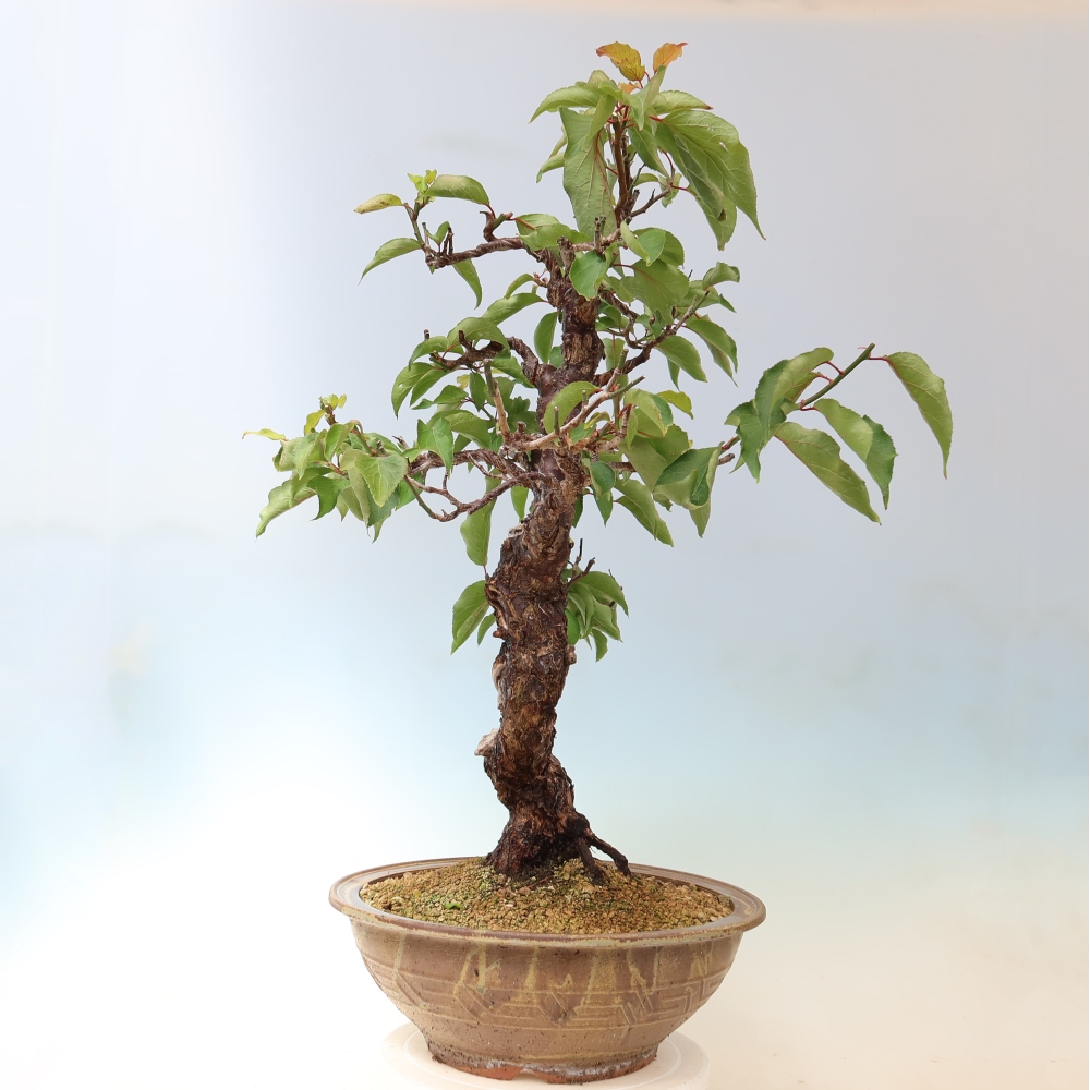 Vonkajšie bonsaje – Japonská marhuľa – Prunus Mume
