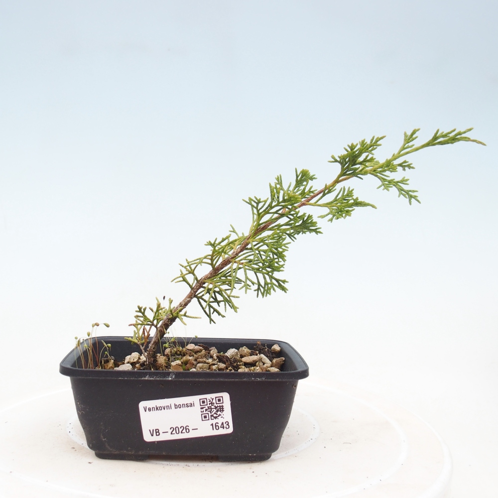 Vonkajší bonsaj - Juniperus chinensis Itoigawa