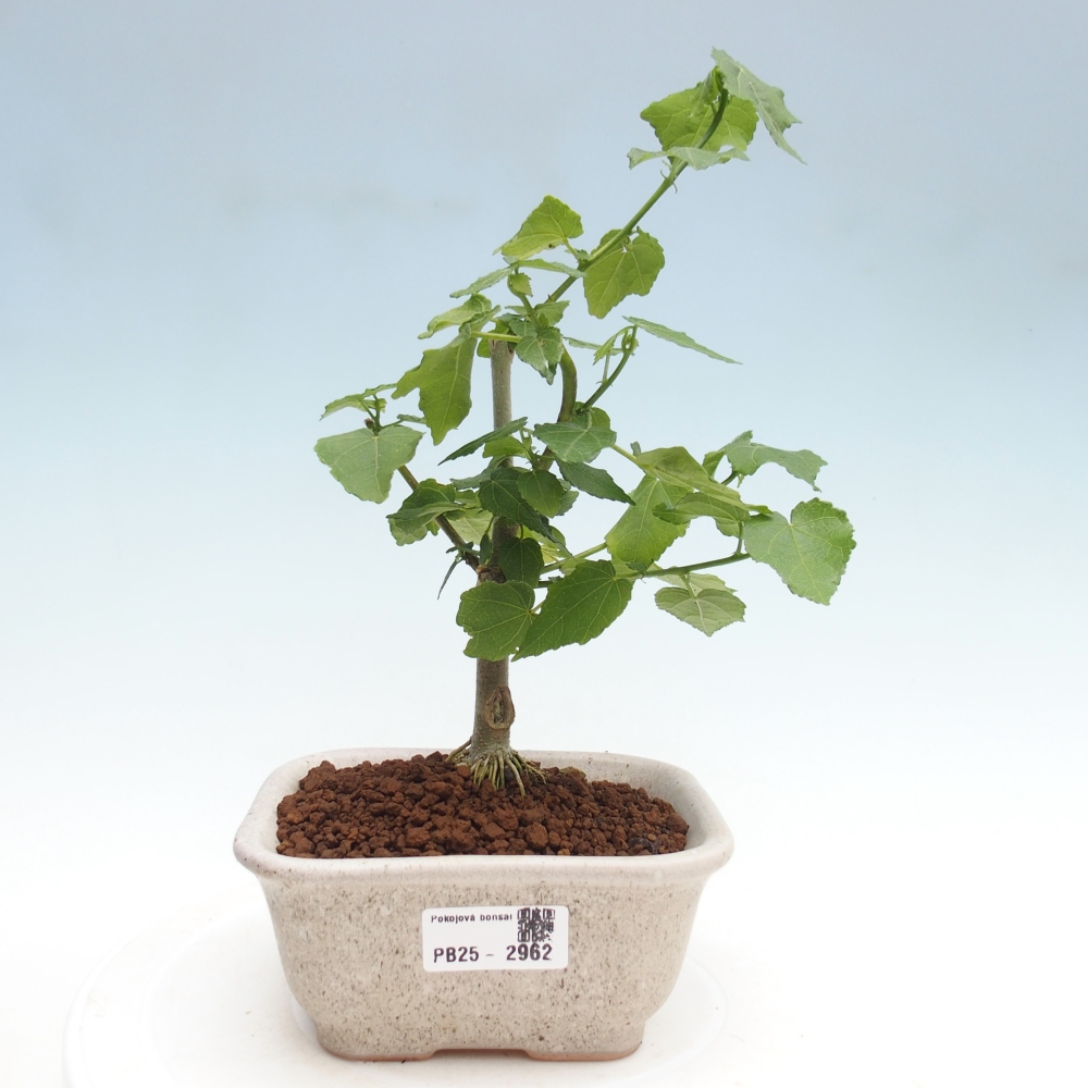 Izbová bonsai - Malvaviscus arboreus - ibištekovec drevnatý