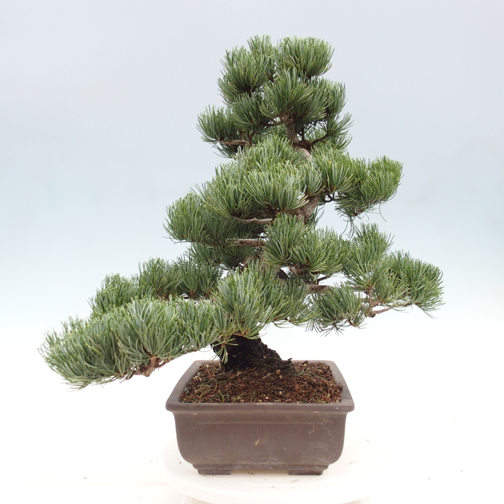 Vonkajšie bonsai - Pinus parviflora - Borovica drobnokvetá