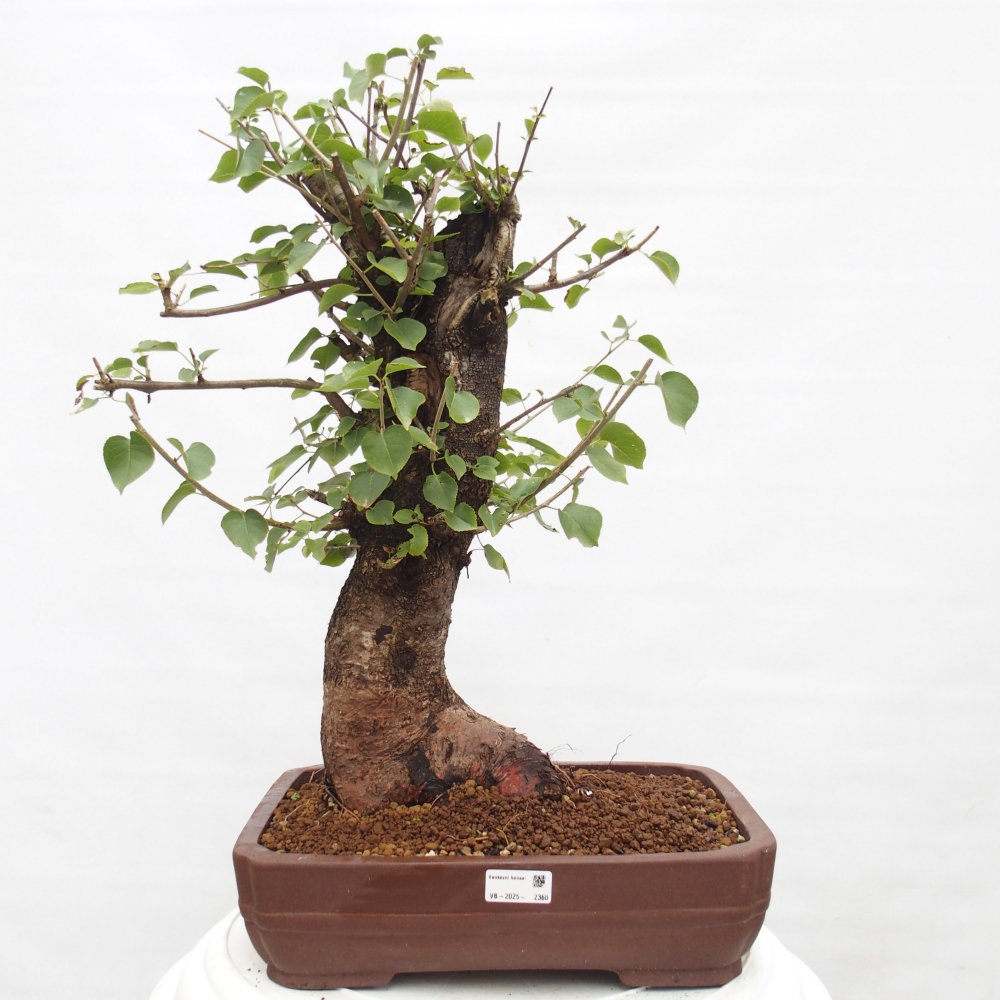 Vonkajšie bonsai - Mahalebka - Prunus mahalieb
