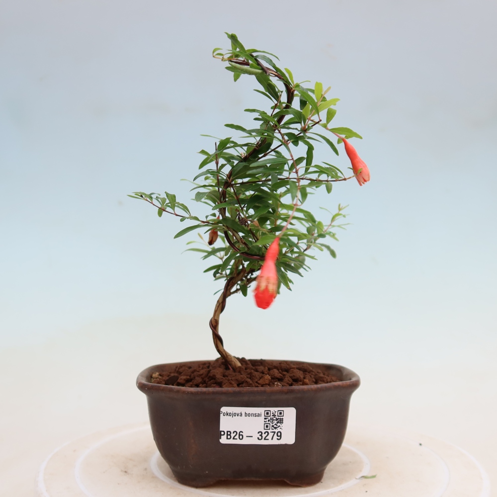 Izbový bonsaj-PUNICA granatum nana-Granátové jablko