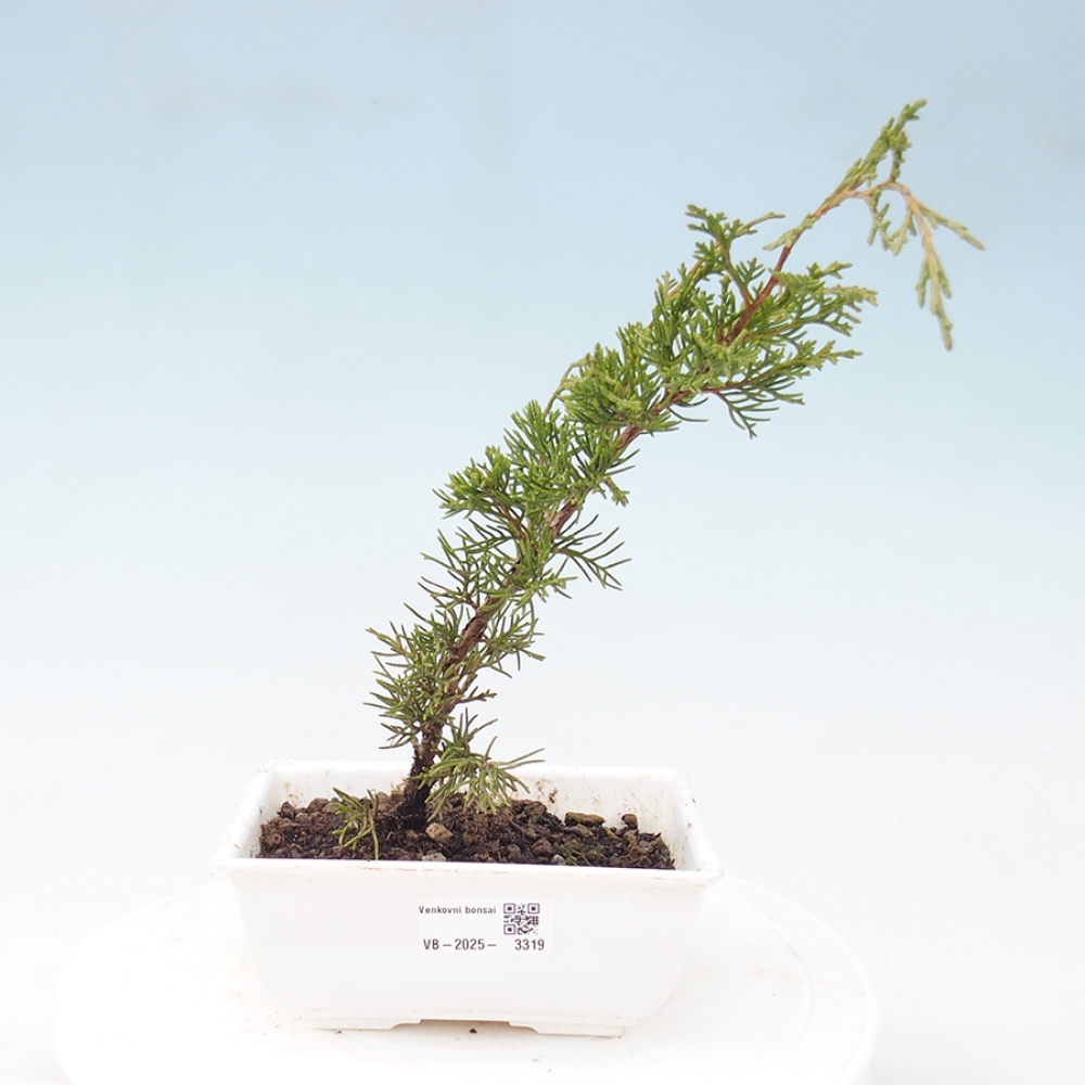 Vonkajší bonsai - Juniperus chinensis Itoigawa -Jalovec čínsky