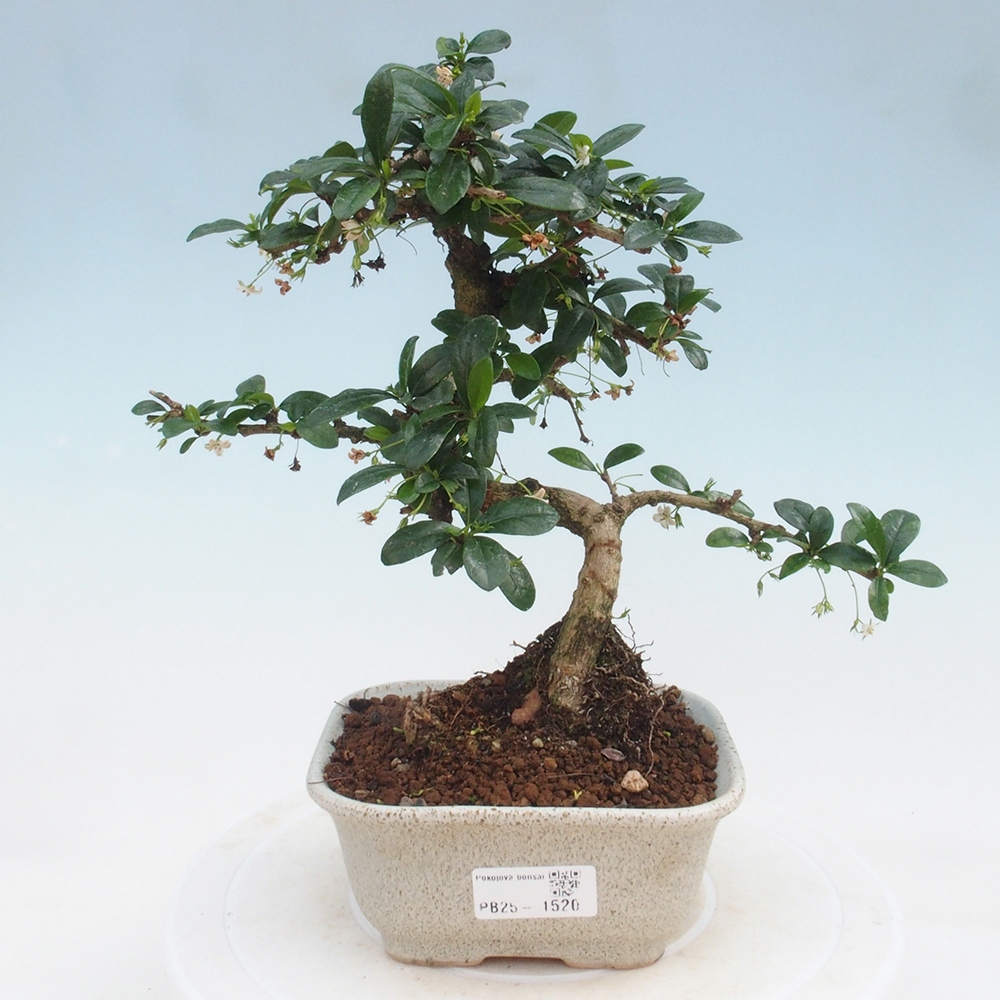 Izbová bonsai - Carmona macrophylla - Čaj fuki