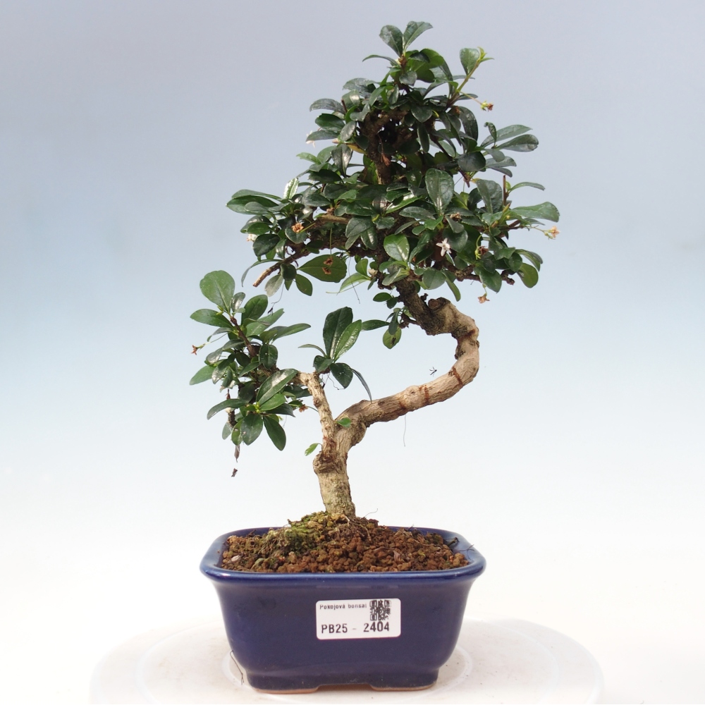 Izbová bonsai - Carmona macrophylla - Čaj fuki