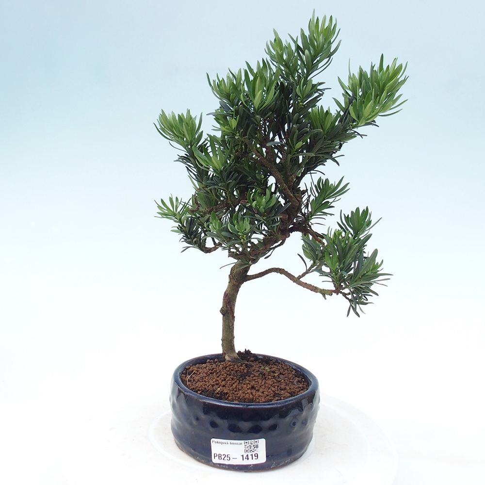 Izbová bonsai - Podocarpus - Kamenný tis