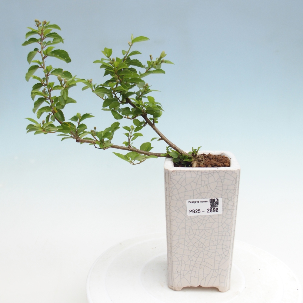 Izbová bonsai - Grewia occidentalis - Hviezdica levanduľová