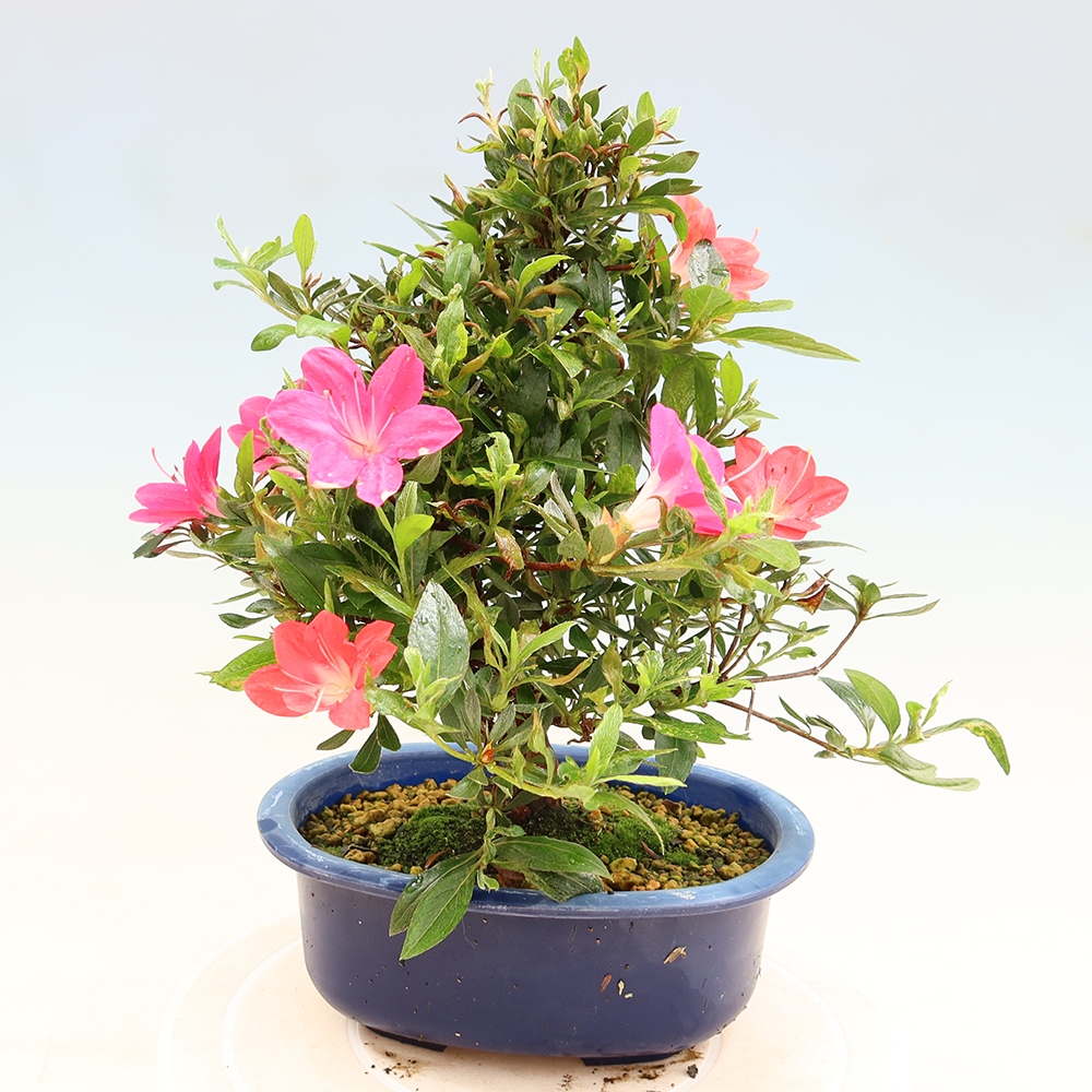 Vonkajšie bonsaje - Japonské azalky - Azalea Beniko