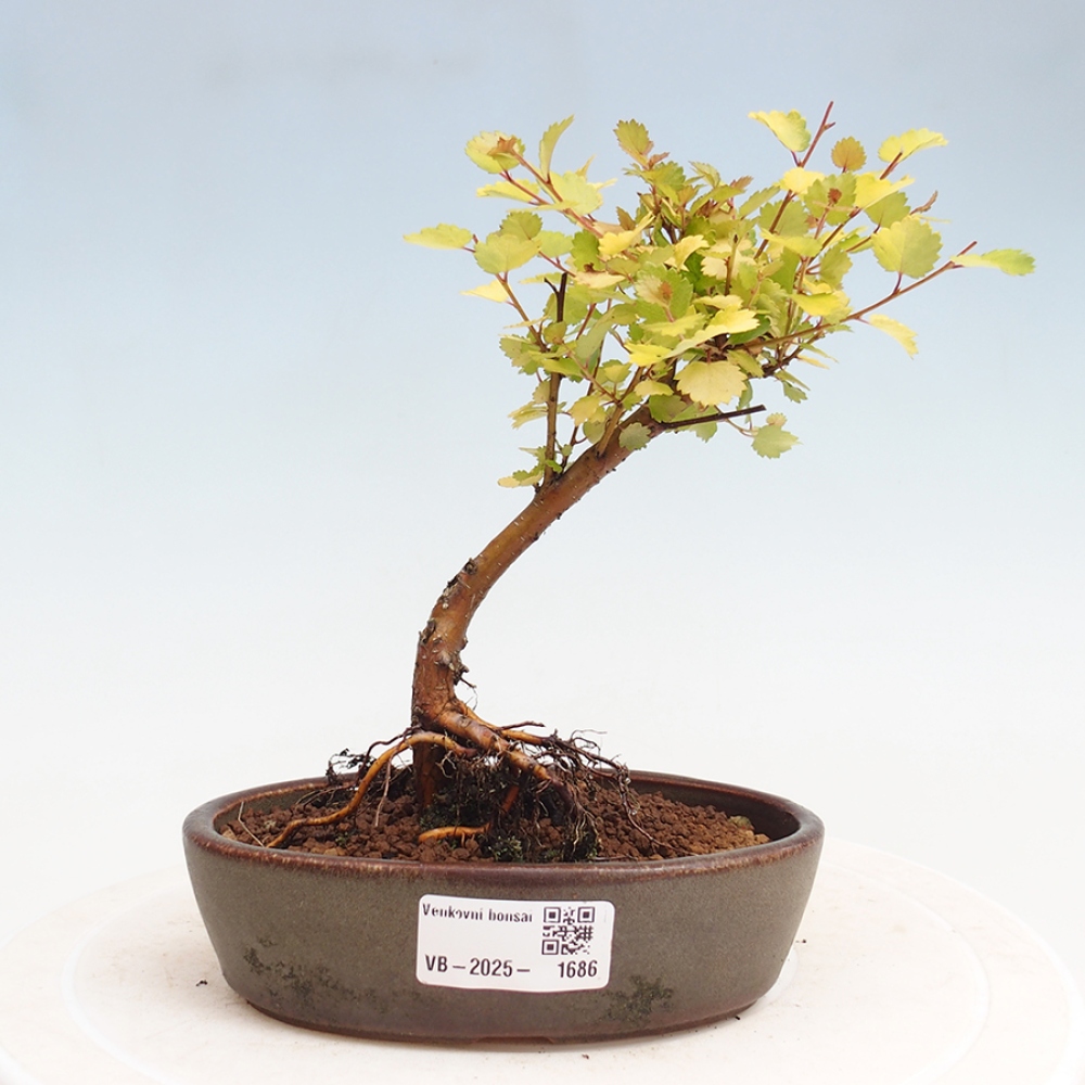 Vonkajší bonsai - breza trpasličí - Betula NANA Treasure