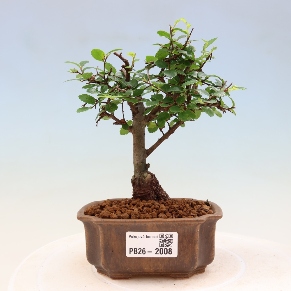 Izbový bonsaj - Ulmus parvifolia - brest malolistý
