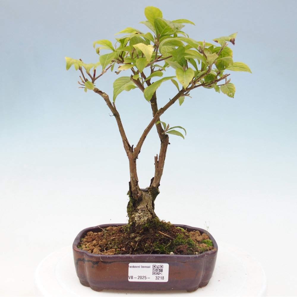 Vonkajšia bonsai - krásnoplodka - Callicarpa jap. Leucocarpa