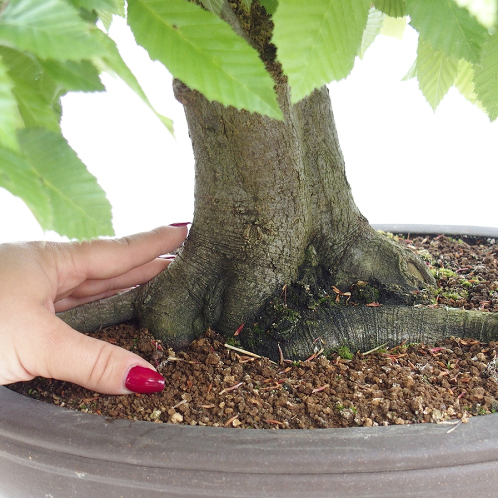 Vonkajší bonsai - Hrab obyčajný - Carpinus betulus