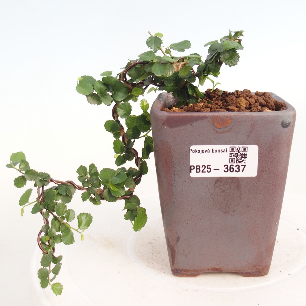 Izbový bonsaj - Grewia sp. - Grewia malafolia